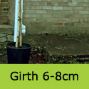 Betula Alba Pendula Standard girth 6-8cm
